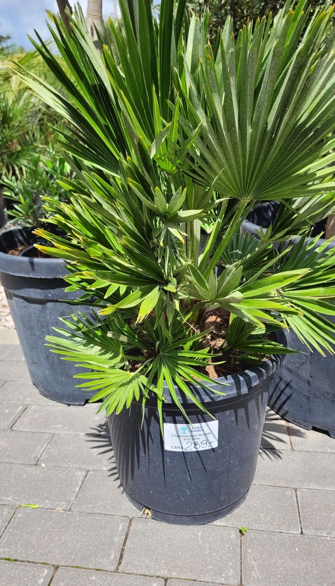 Chamaerops Humilis Vulcano